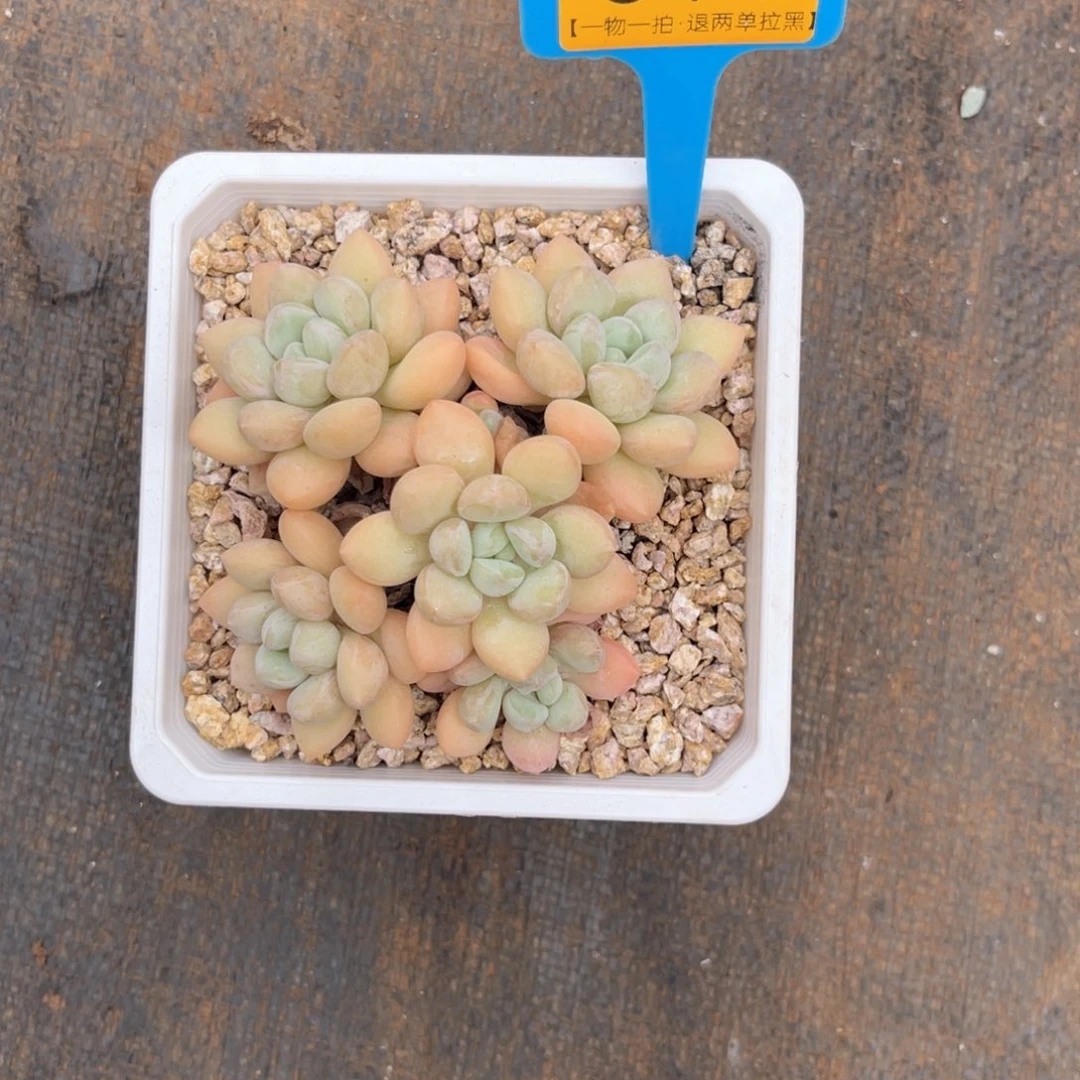 幺***头云尘多肉一物一拍819