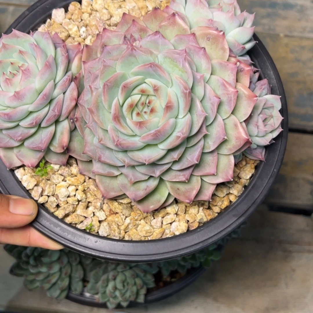 ?****?2314多肉多多多多多