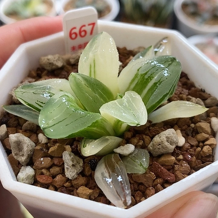 667冰城寿锦一物一拍