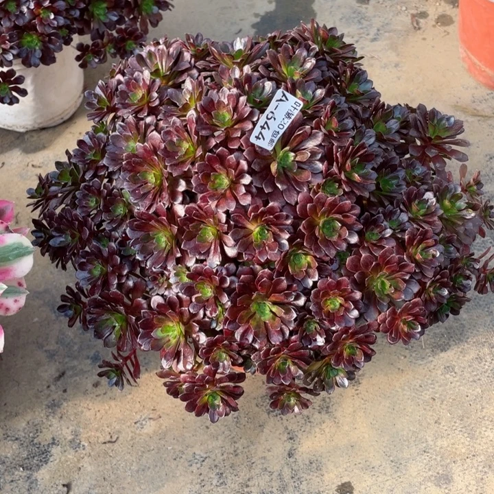 644黑玫瑰多肉12344578多肉