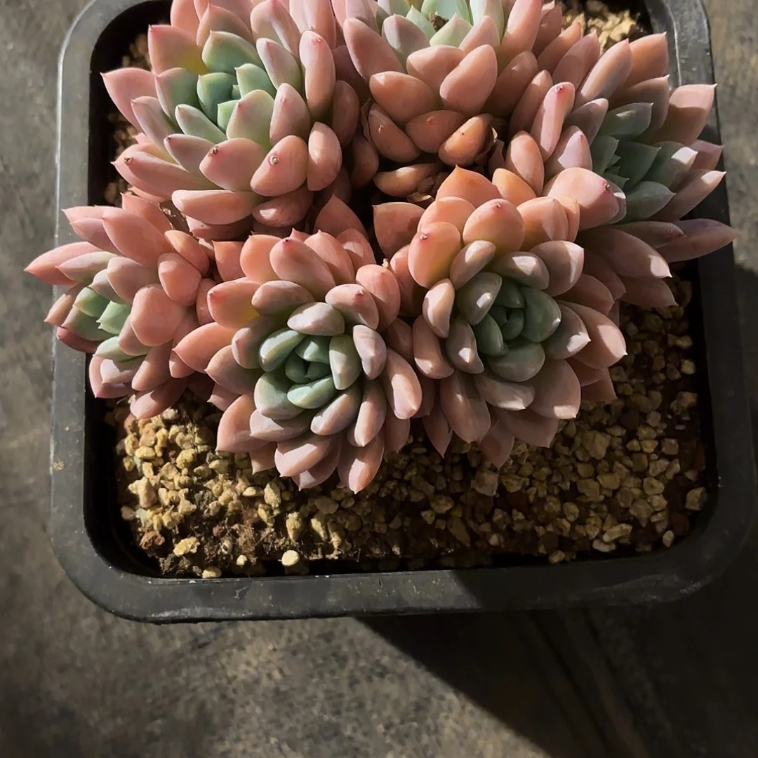 多肉植物啦啦啦啦啦啦