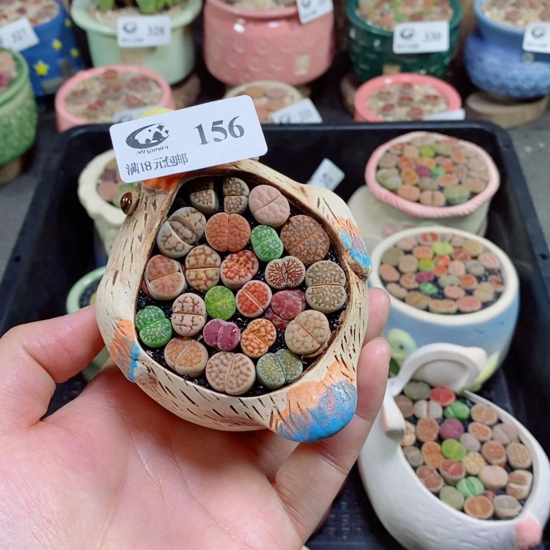 与***逢生石花花花花花花花156