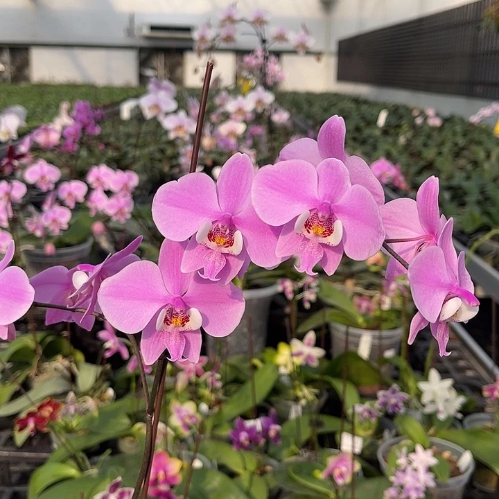 当前无花栽培后可以开花m405  737