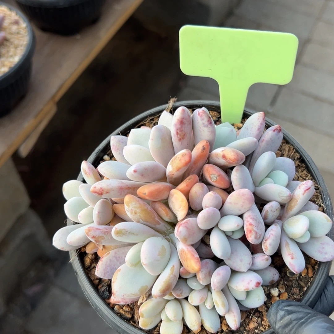 粉兔11111111111111111