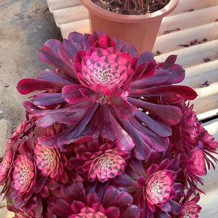 红超白，多肉植物