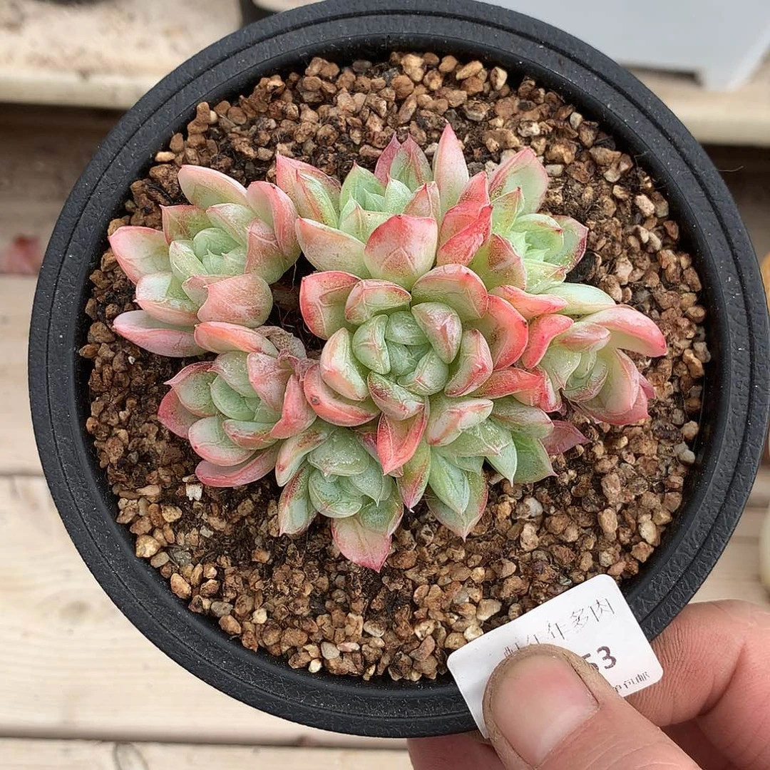 6853爱莎群一棵8厘米