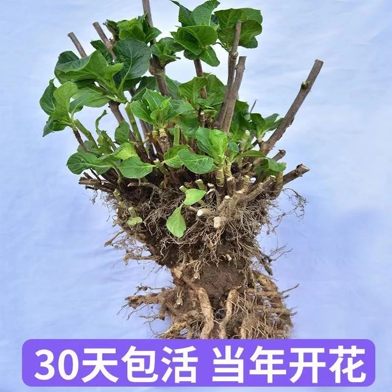 绣球老桩花苗盆栽无尽夏庭院阳台植物好养易活云南基地直发