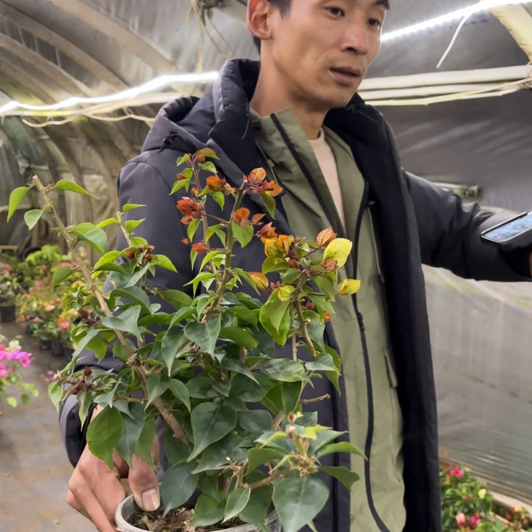 完全开放（飞鱼）三角梅会落花落叶会光杆苗有大有小