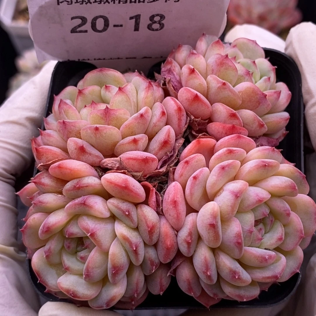 【闪购商品】20-18白胖子