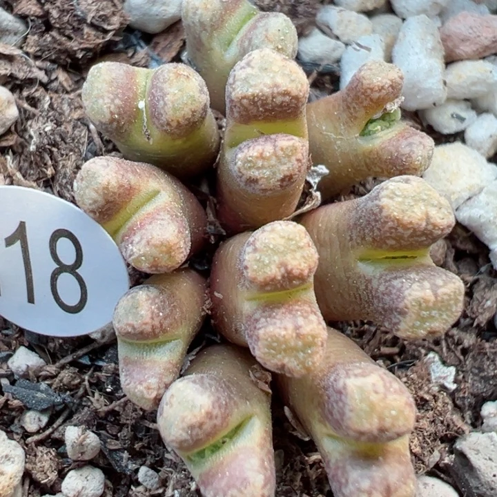 118号111111111件111