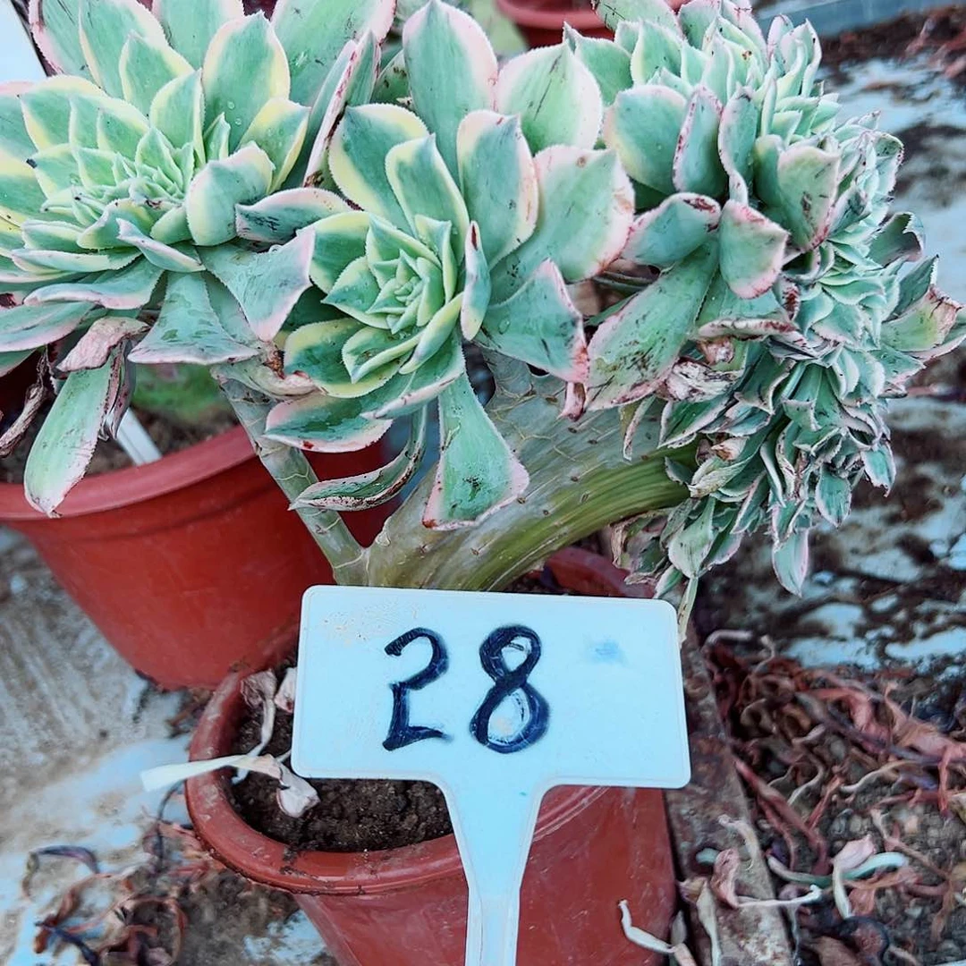 多肉植物灿烂缀花