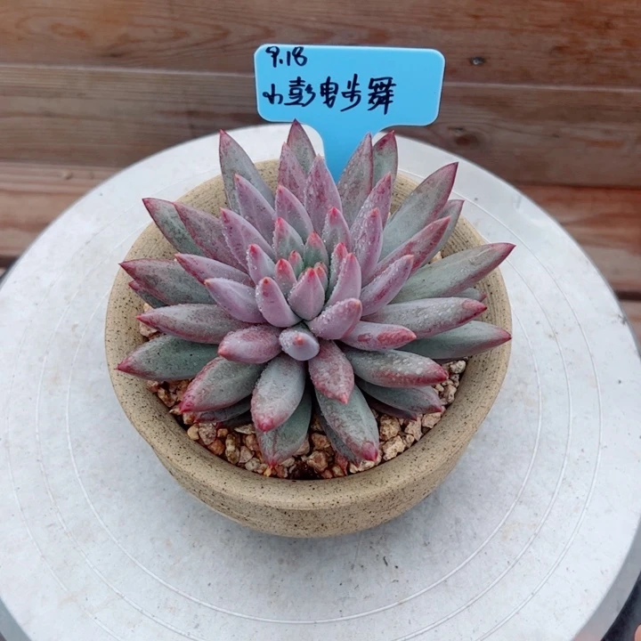 小***舞虞美人多肉植物1颗