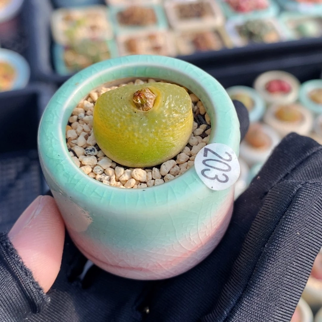 2487- 一物一拍 带盆