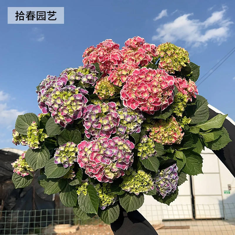 卡米拉描边大花绣球帝沃力浪漫甜心基地直发原盆原土发货好养老桩