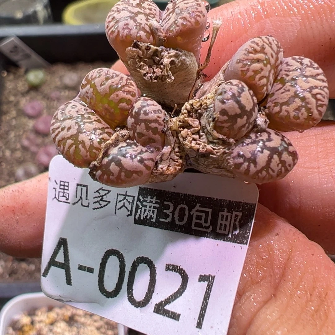多肉植物11111111111