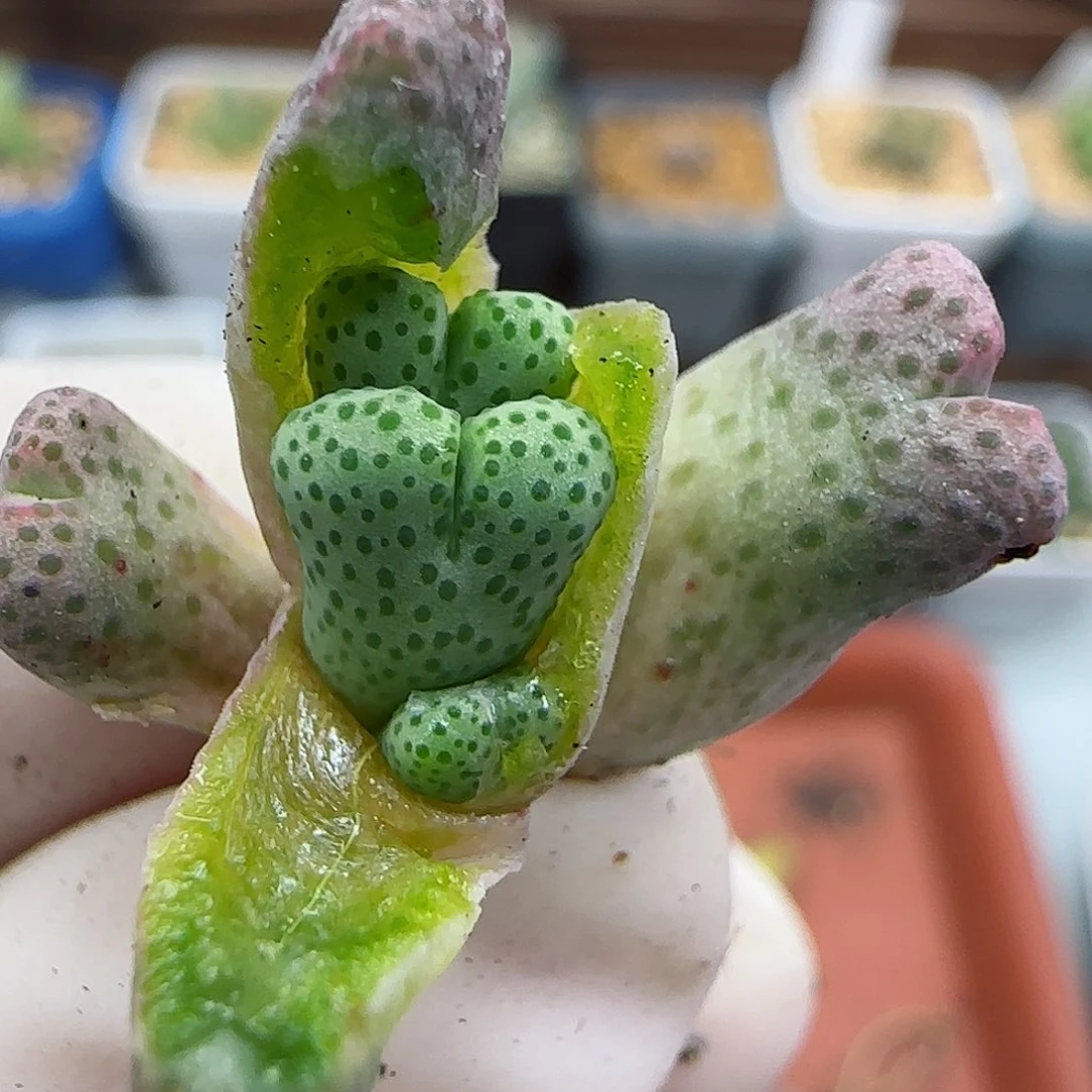 852园艺优选红斑马