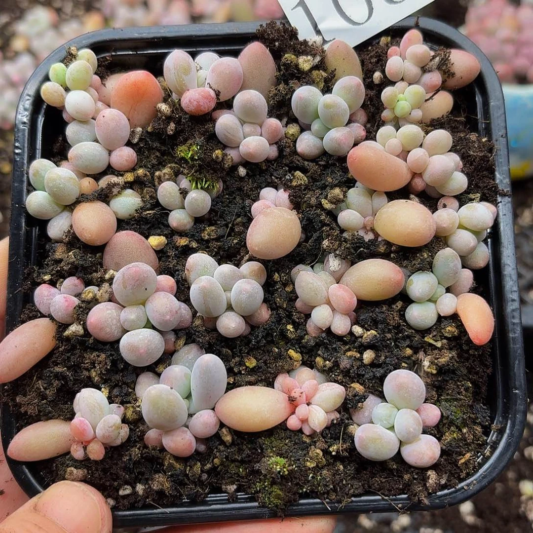 多肉植物多肉植物1080