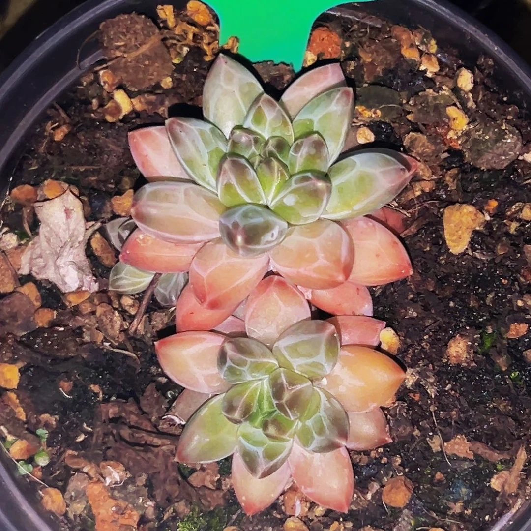 桔云多肉美人精品系列