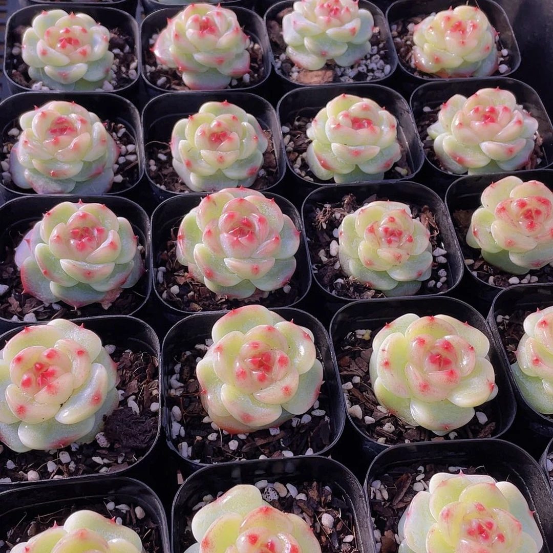 量拍149号 绿菩提珍妮单头一个