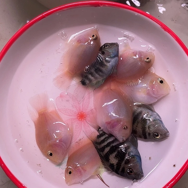 鹦鹉鱼迷你鹦鹉混搭10