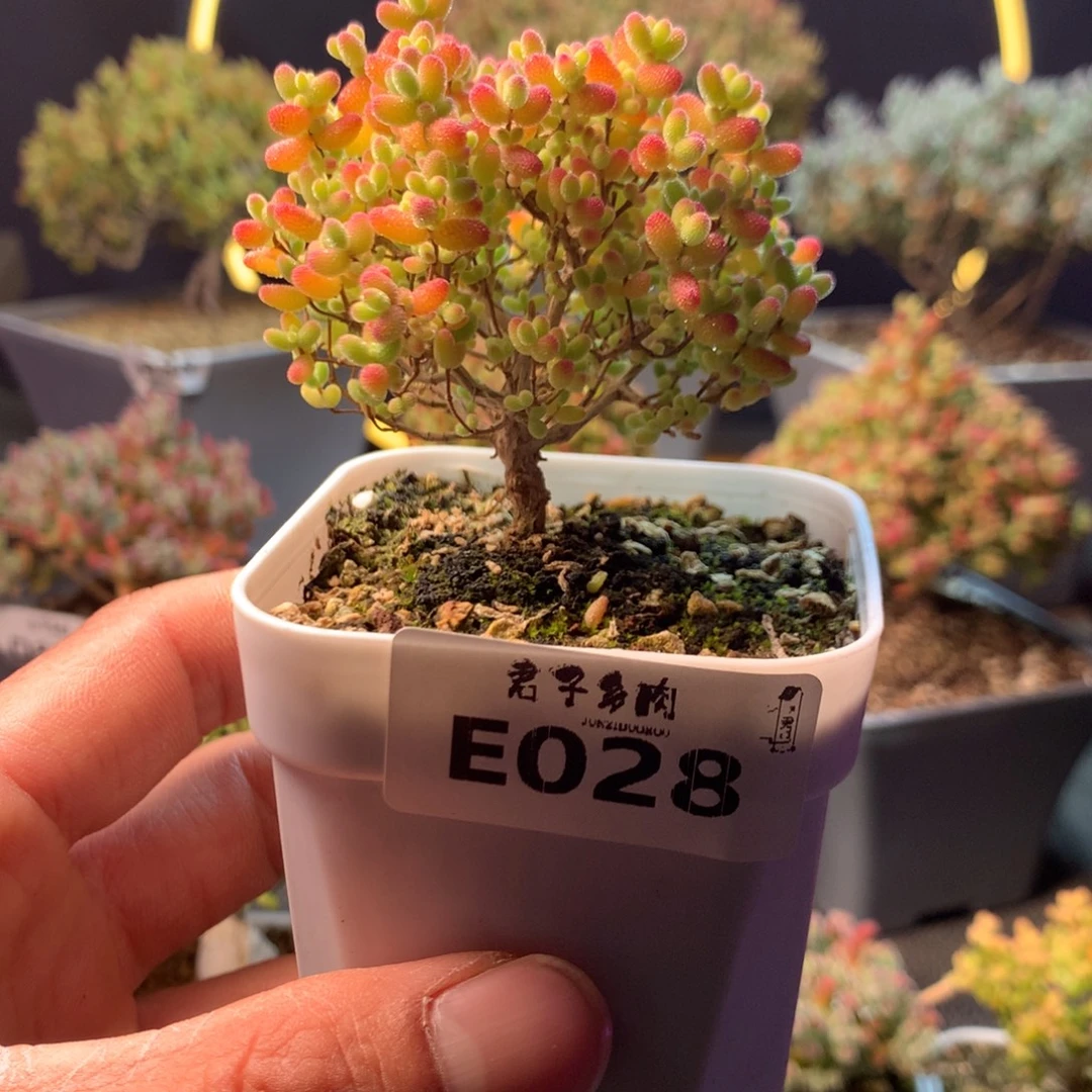 蜜橘糖球028      开播福利