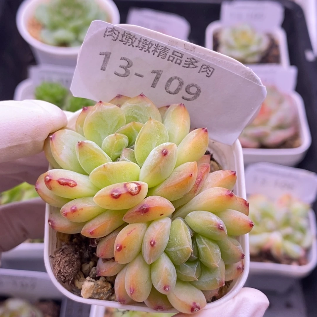 【闪购商品】13-109