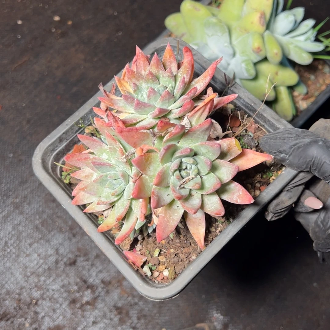 8295哈哈哈哈哈哈哈哈