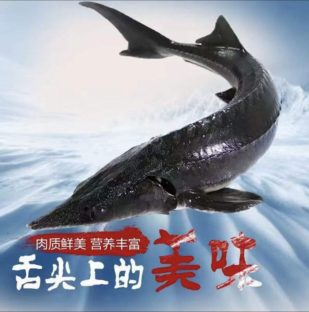 （顺丰包邮）黑龙江江水养殖鲟龙鱼-7-18斤冷冻发货