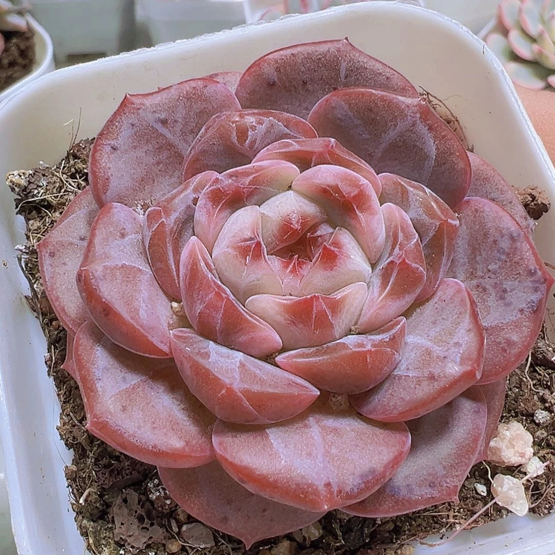 朱砂珍妮19包邮多肉植物