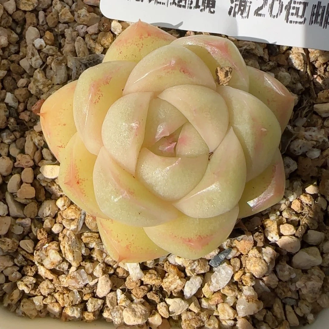 派*星花语逸镜0118-115