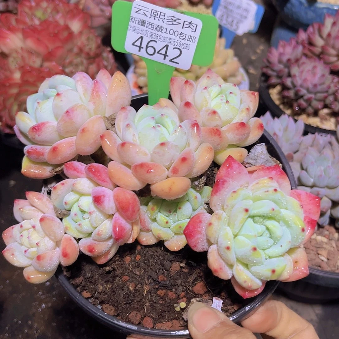 4642望舒多肉植物