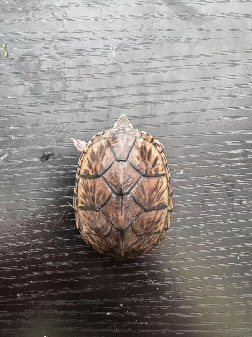 直播选龟专拍链接（私拍默认发不发货）