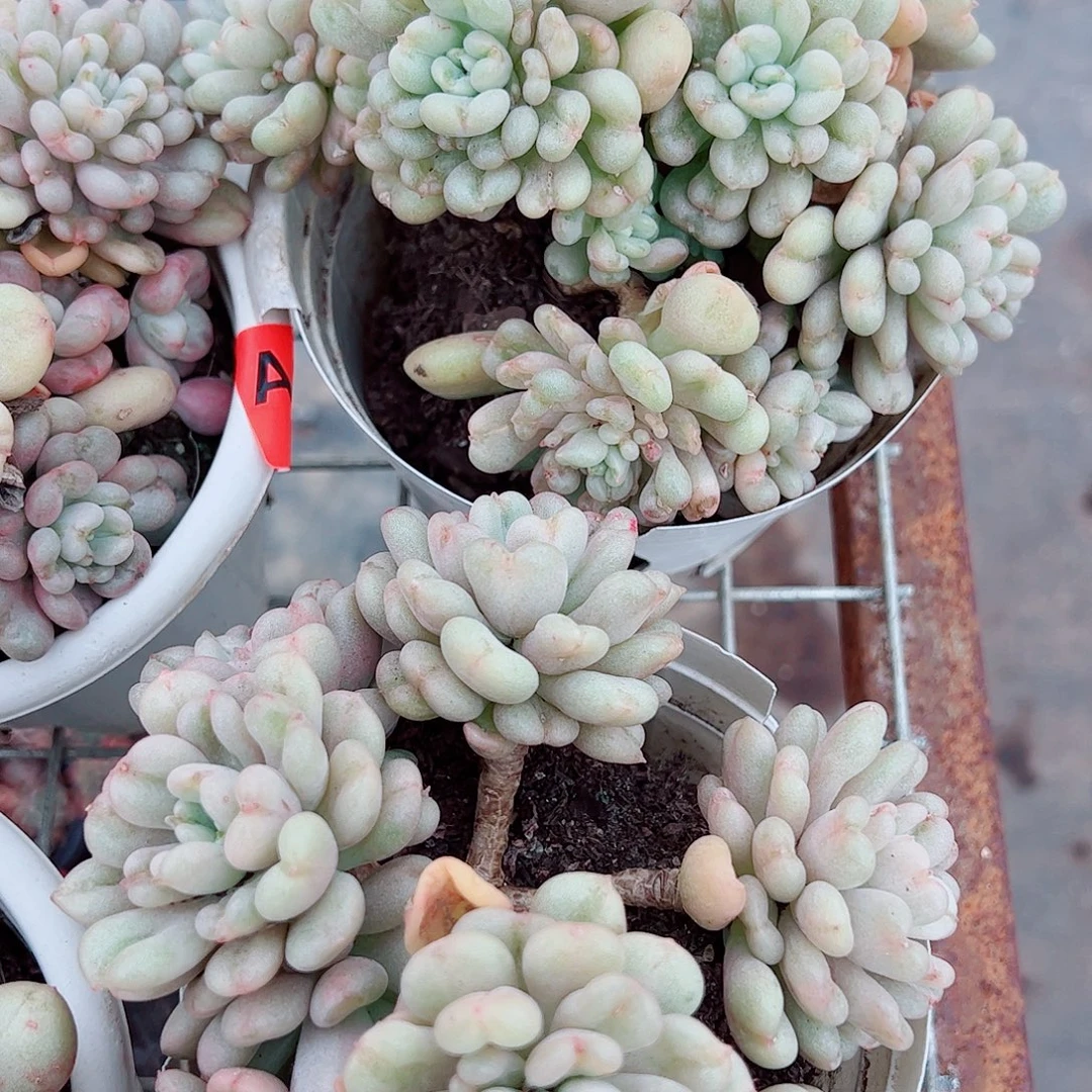 比尔盖茨多头群生老桩