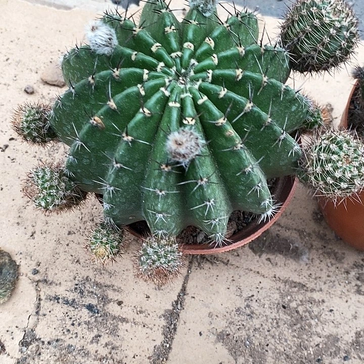 山脉仙人球35677767