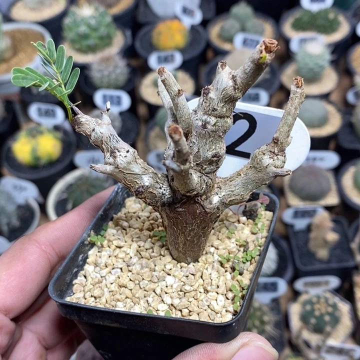 实生沙漠苏木2号7cm