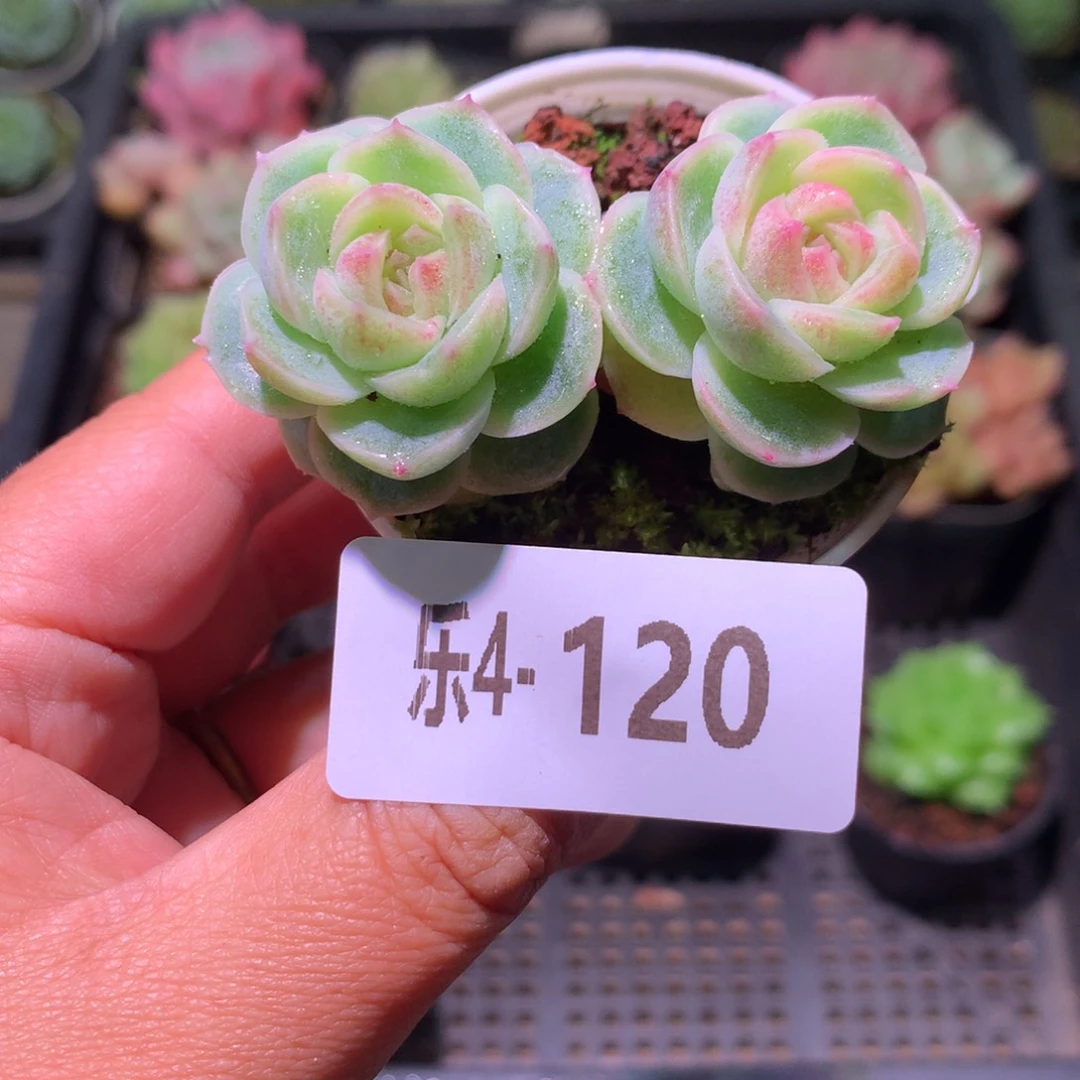 乐然 4-120 新品双头