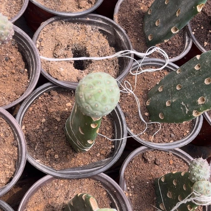 笪****！洞洞习志野嫁接单头