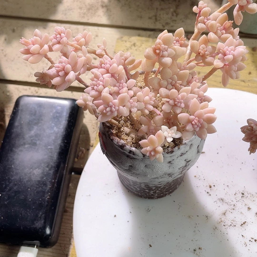 乐*?0526  秋丽锦 六月六