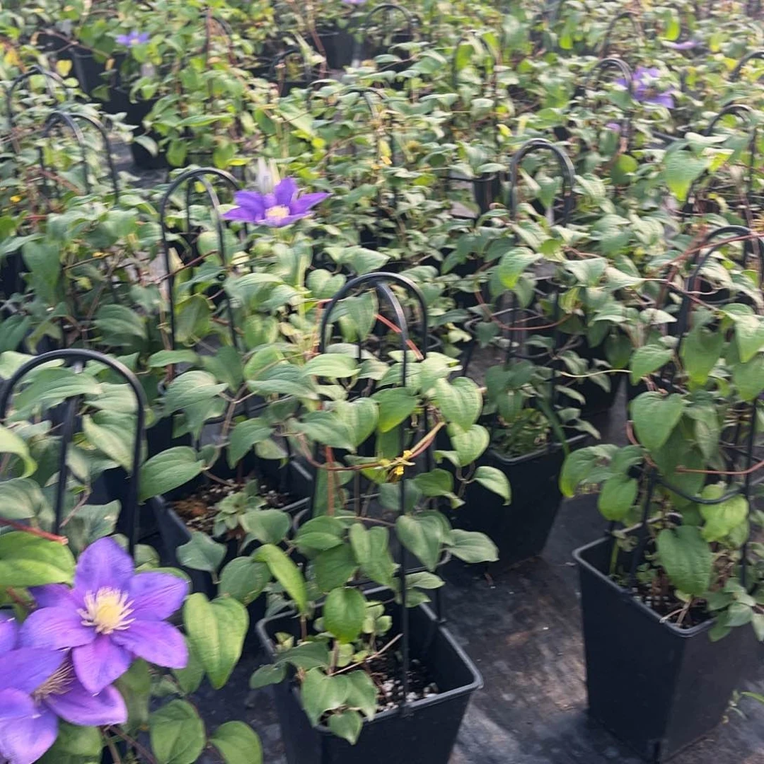 伍斯特美女中苗蓝紫色必选超耐寒耐热品种