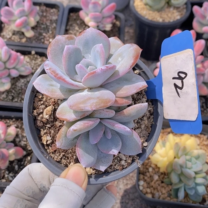 92号韩版奶茶一颗111