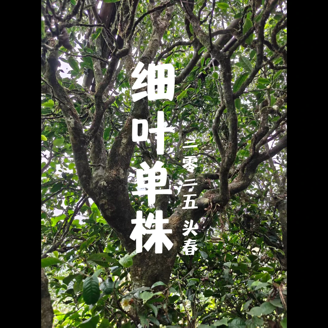 【中秋国庆单株专拍】2025年 邦旭 细叶单株 头春古树普洱生茶 散茶