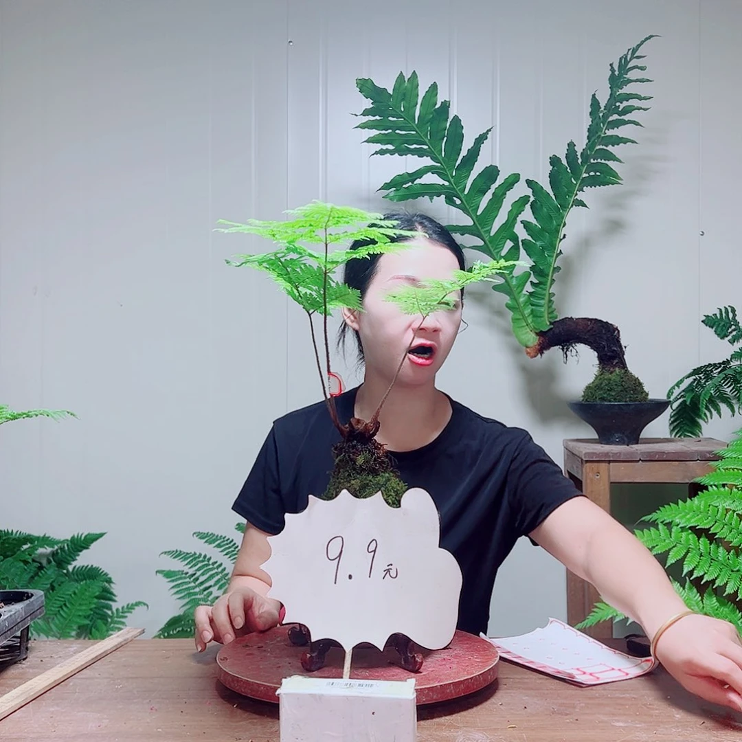 无花朵夏**至金丝虹鳞蕨