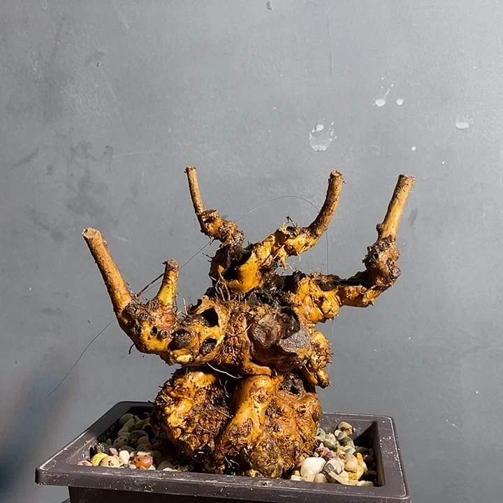 无花朵123456789黄荆