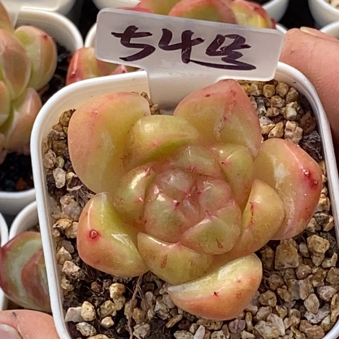 天官赐福百无禁忌