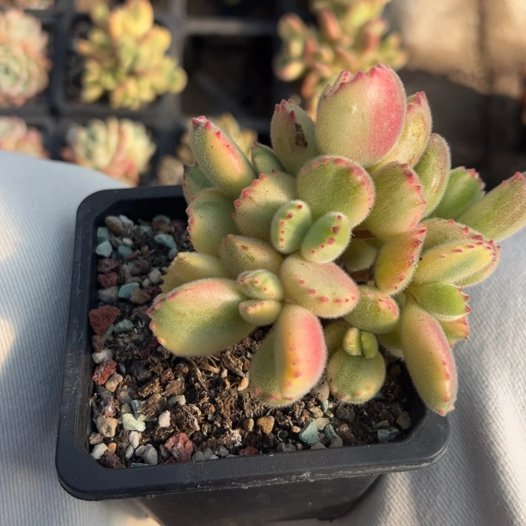 多肉植物多肉植物