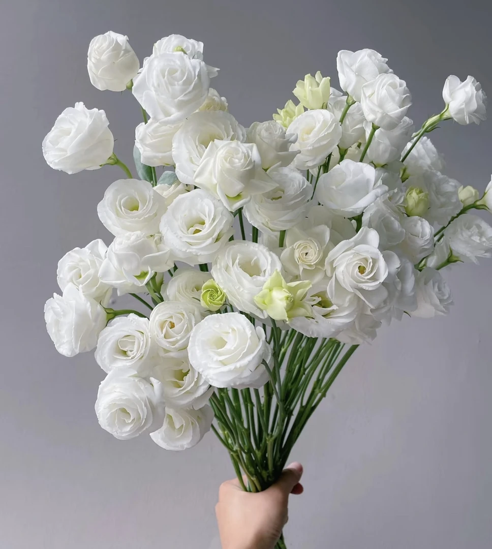 （曼曼）白色洋桔梗800g（20%不售后）防损鲜花任意2单包邮