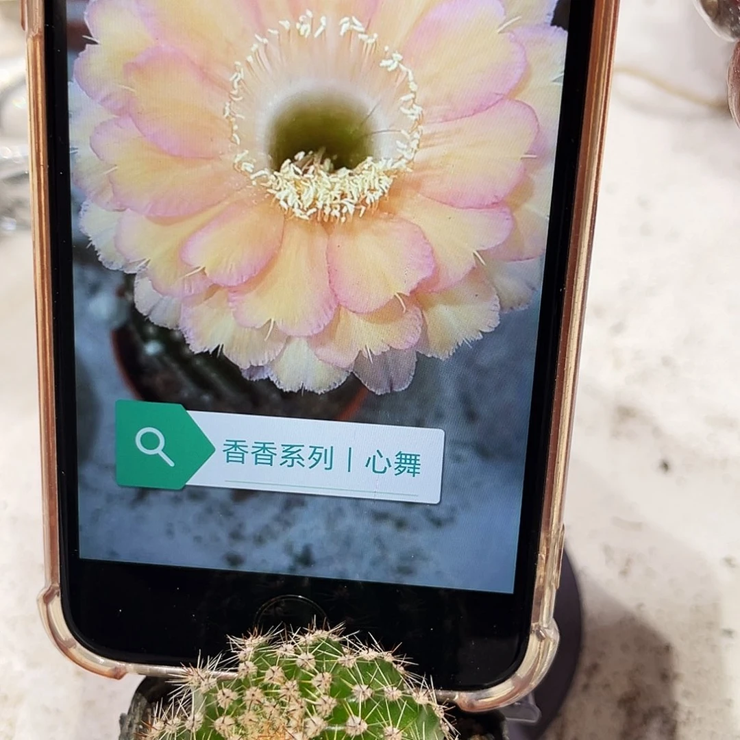 彩草心舞带根3公分左右