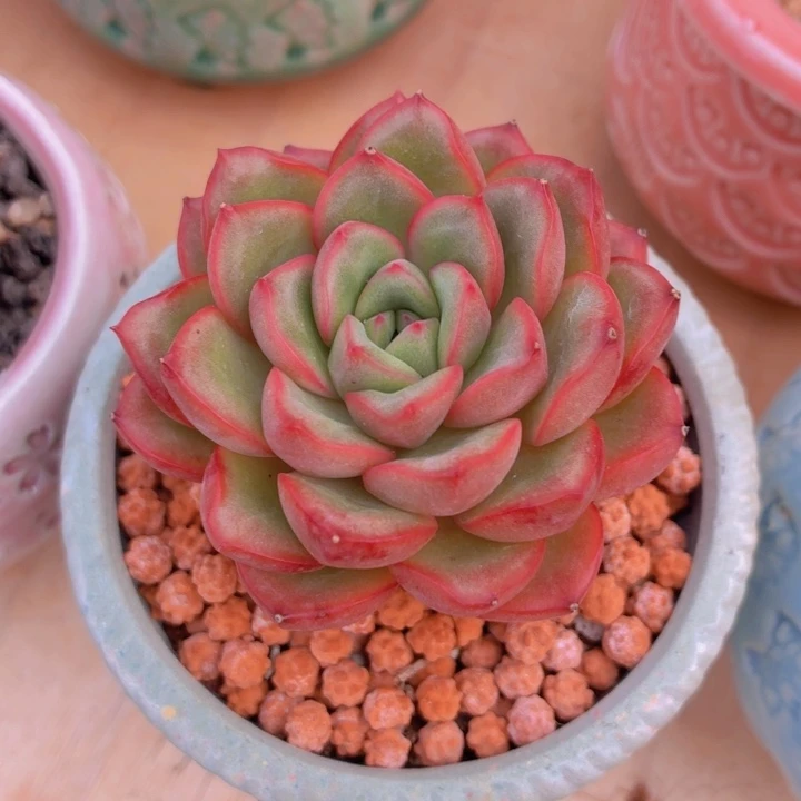 多肉红泡芙一物一拍