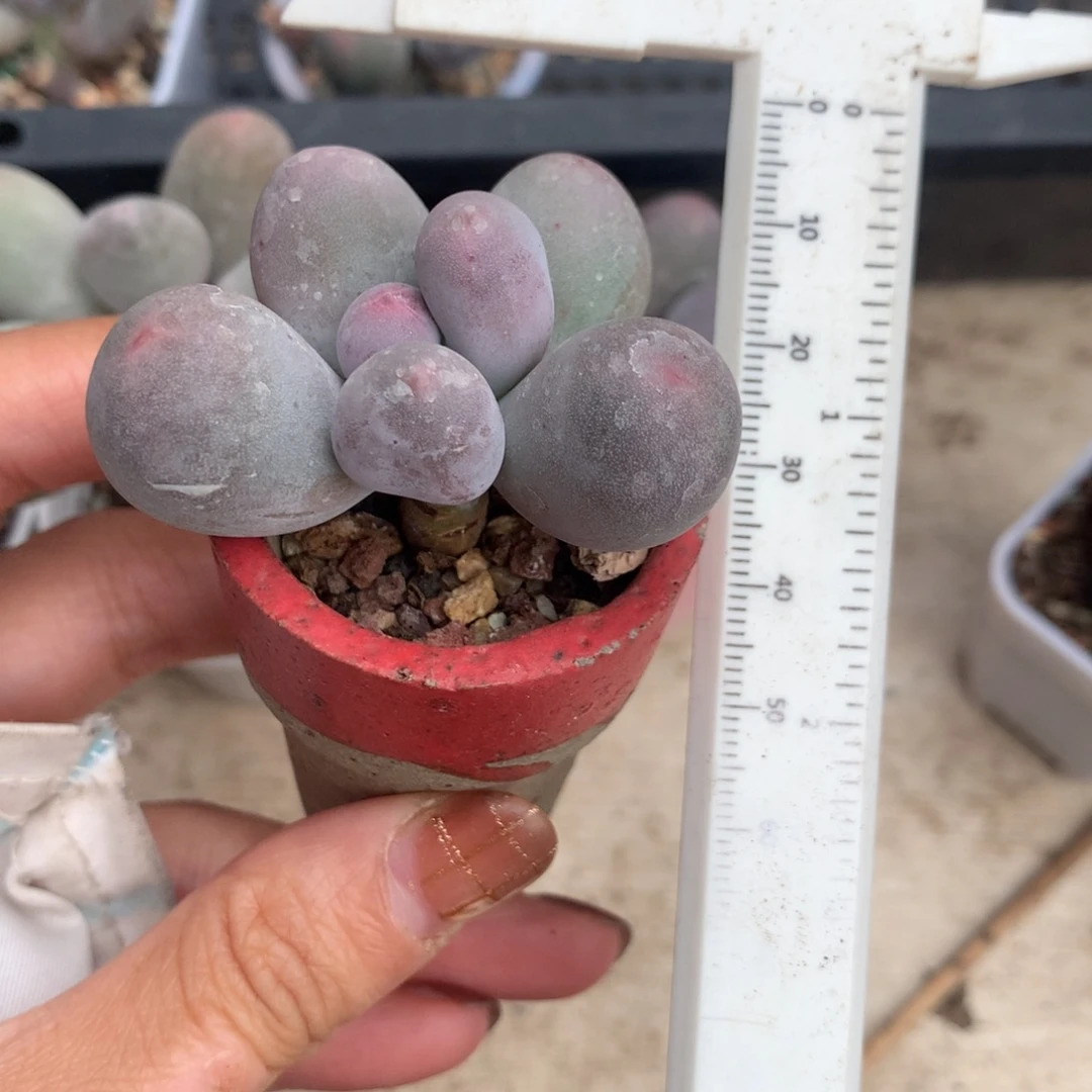 米可奶 精品韩国奶酪多肉