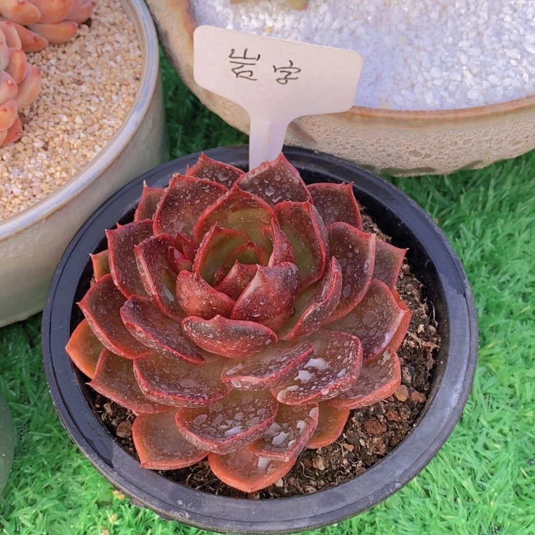 Z****?开心多肉植物多肉